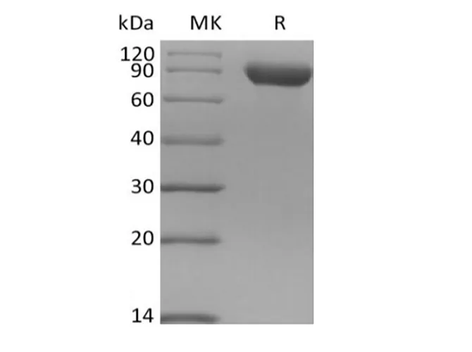 Recombinant Human Siglec-8 (C-Fc) - image 1