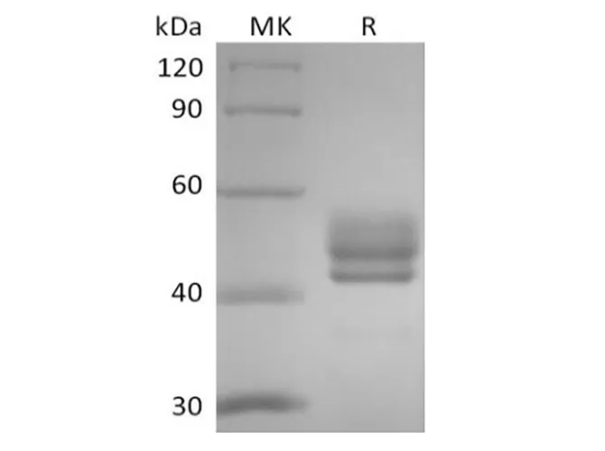 Recombinant Human CD3D&CD3E Heterodimer (C-Fc-Flag&C-Fc-6His) - image 1