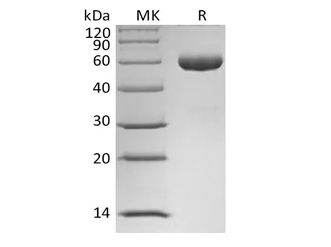 Recombinant Human Angiopoietin-1/ANG1 (N-Fc) - image 1