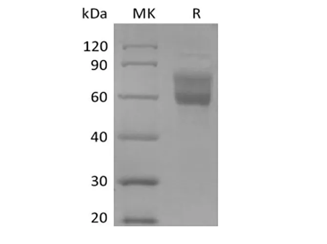 Recombinant Human Mucin-1/MUC-1 (C-Fc-Avi) Biotinylated - image 1