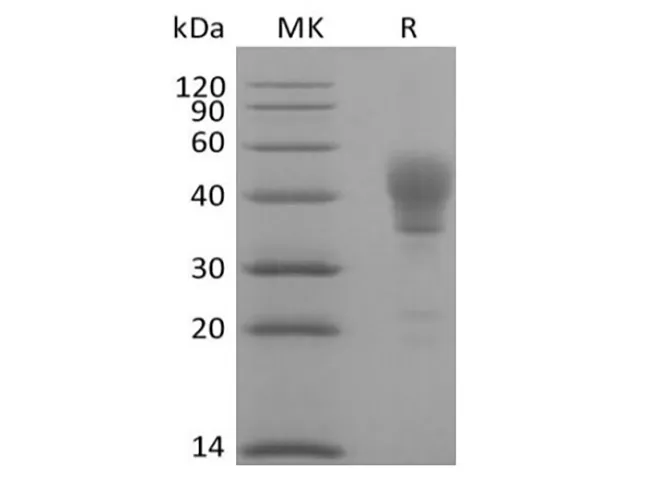 Recombinant Human Signal Transducer CD24/CD24 (C-Fc) - image 1
