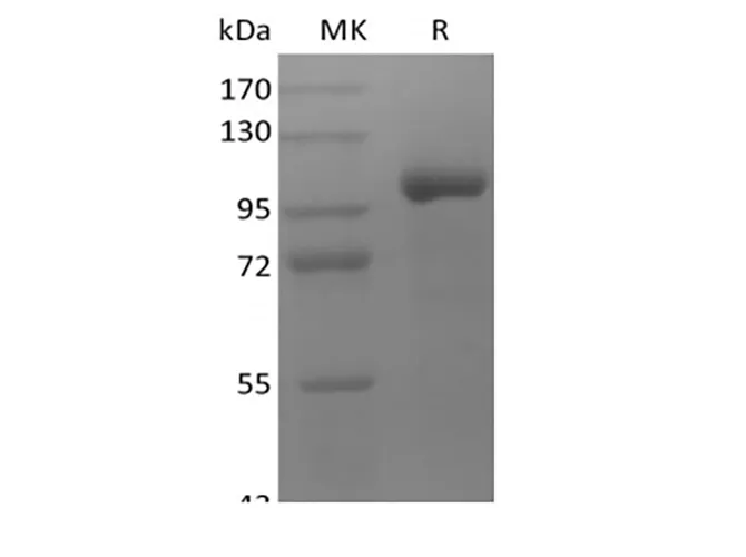 Recombinant Human LRRC32/GARP (C-Fc) - image 1