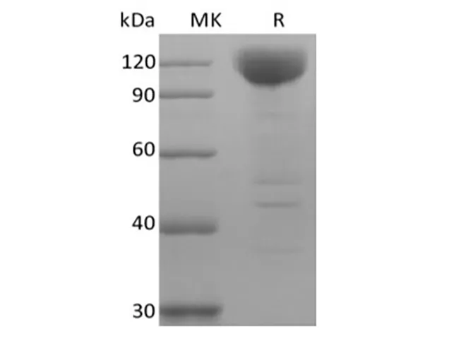 Recombinant Human Siglec-10 (C-Fc-Avi) Biotinylated - image 1