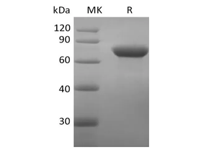 Recombinant Human DC-SIGN/CD209 (N-Fc) - image 1