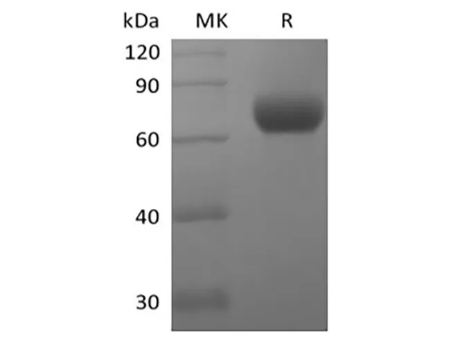 Recombinant Human Natural Killer Cell Receptor 2B4/SLAMF4/CD244 (C-Fc) - image 1