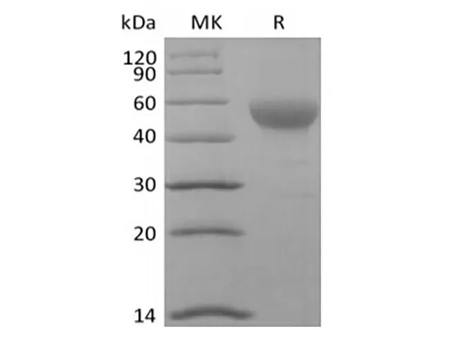 Recombinant Human Signal Transducer CD24/CD24 (C-Fc-Avi) Biotinylated - image 1