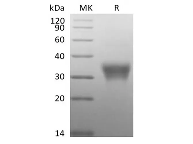 Recombinant Human CD7/Leu-9 (C-6His-Avi) Biotinylated - image 1