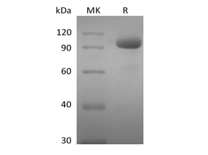 Recombinant Human EPHA8 (C-Fc) - image 1