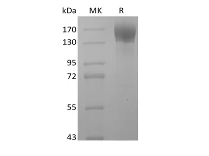 Recombinant Human LEPR (C-Fc) - image 1