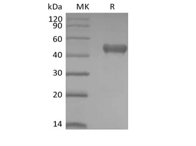 Recombinant Human PVRIG (C-mFc) - image 1