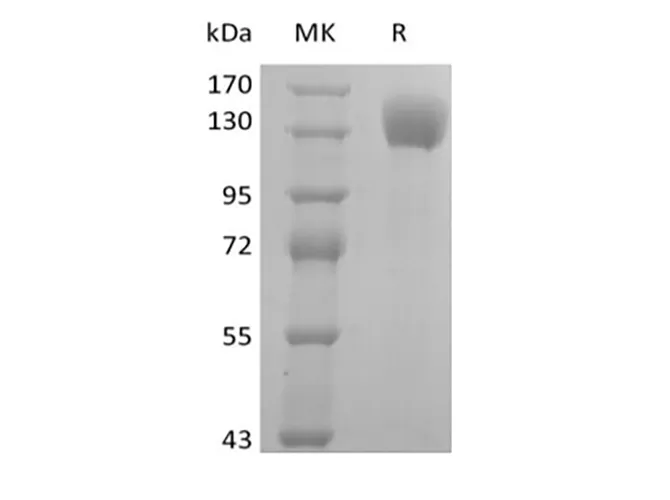 Recombinant Human P-selectin/CD62P (C-Fc) - image 1