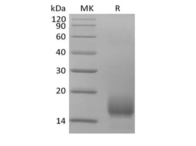 Recombinant Human CD59 (C-6His) - image 1