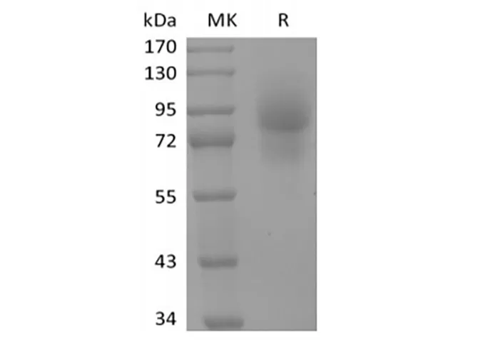 Recombinant Human CD68/SR-D1 (C-Fc) - image 1