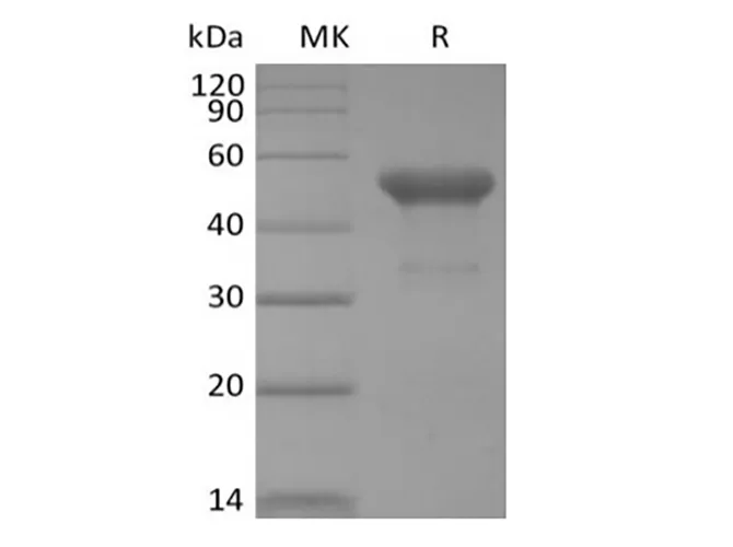 Recombinant Human PVRIG (C-mFc) - image 1