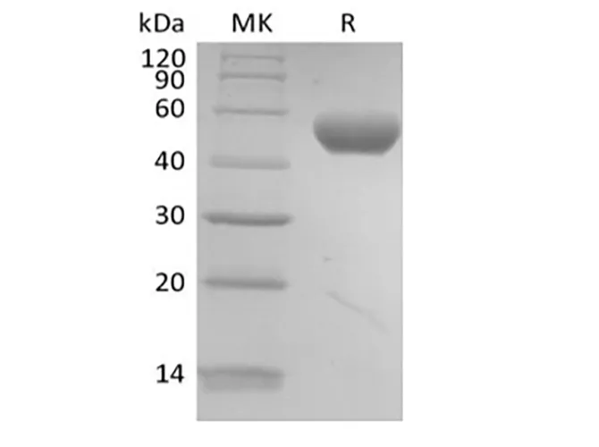 Recombinant Human PVRL2/Nectin-2/CD112 (C-6His-Avi) Biotinylated - image 1