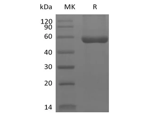 Recombinant Human HLA-A*0201 WT-1 complex Protein (C-10His) - image 1