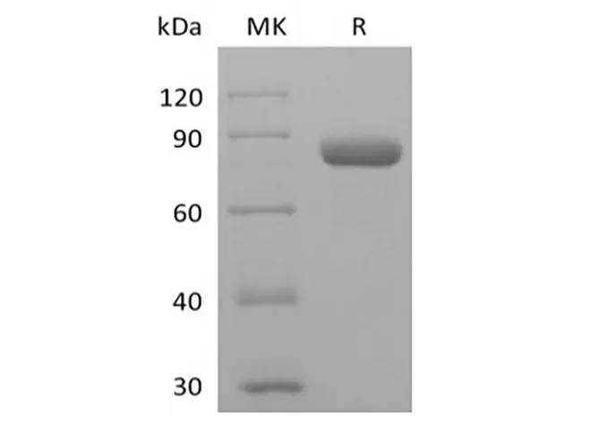 Recombinant Human PVRL2/Nectin-2/CD112 (C-mIgG2a Fc) - image 1