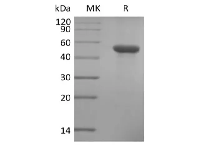 Recombinant Human ILDR2 (C-6His) - image 1