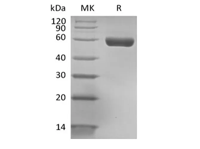 Recombinant Human HLA-A*0201 GP100 complex Protein (C-Avi-10His) Biotinylated - image 1