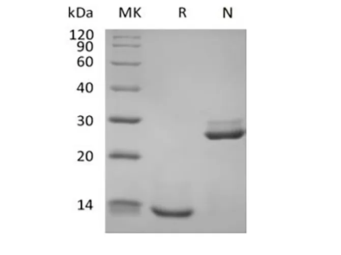 Recombinant Human Transforming Growth Factor Beta-1/TGFB1 Biotinylated - image 1