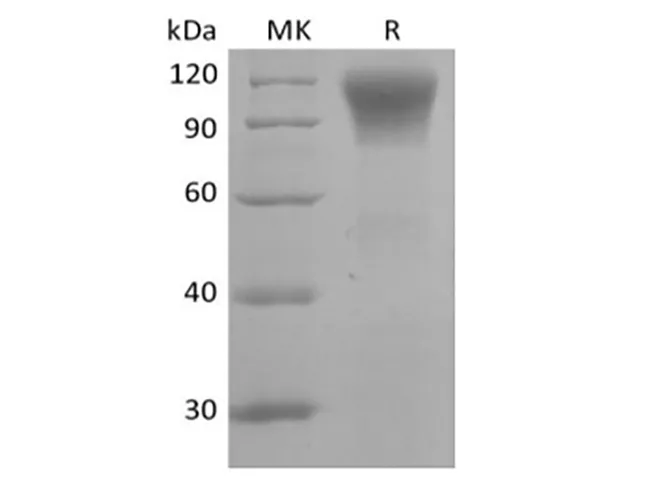Recombinant Human CD45R0 (C-6His) - image 1