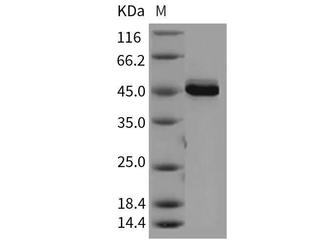 Recombinant Mouse AKT3 Protein (aa 106-479) - image 1