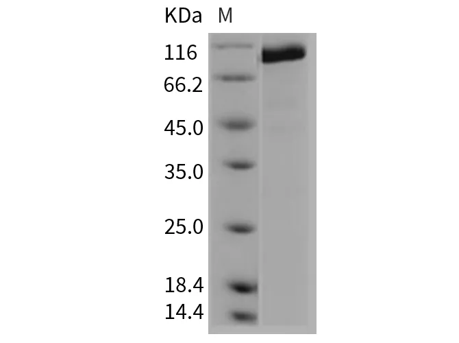 Recombinant Mouse CD45/PTPRC Protein - image 1