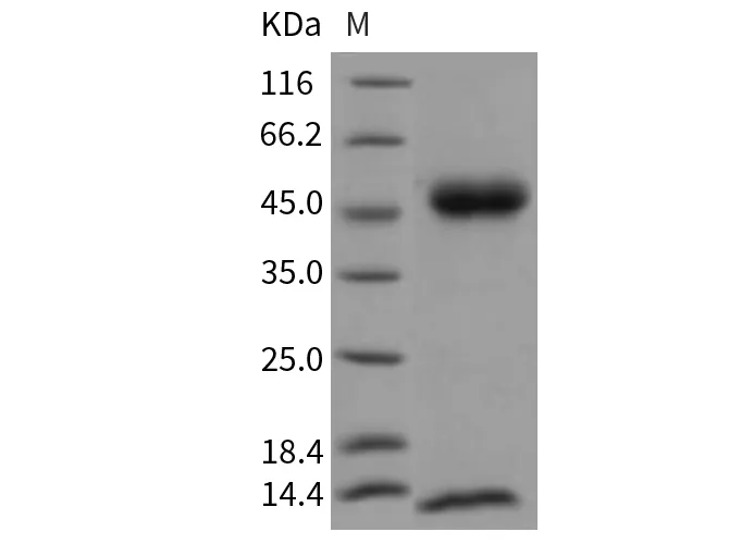 Recombinant Mouse FCGRT & B2M Heterodimer Protein - image 1