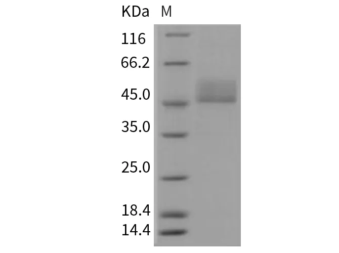 Recombinant Mouse CD3D & CD3E Heterodimer Protein - image 1