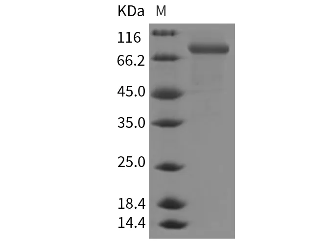 Recombinant Mouse CHST5/GST4 Protein (Fc Tag) - image 1