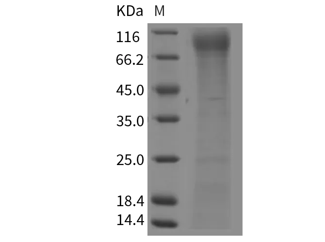 Recombinant Mouse FLT-3/FLK-2 Protein (His Tag) - image 1