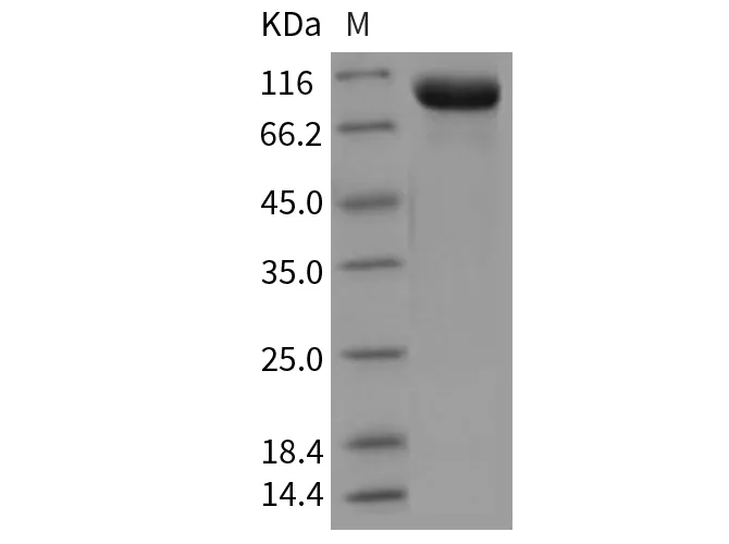 Recombinant Mouse Tie2/CD202b Protein (His Tag) - image 1