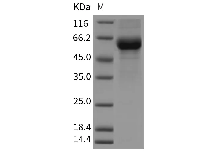 Recombinant Mouse CREG/CREG1 Protein (Fc Tag) - image 1