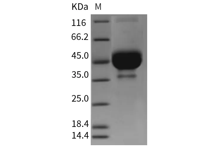 Recombinant Mouse TETHERIN/BST2 Protein (Fc Tag) - image 1