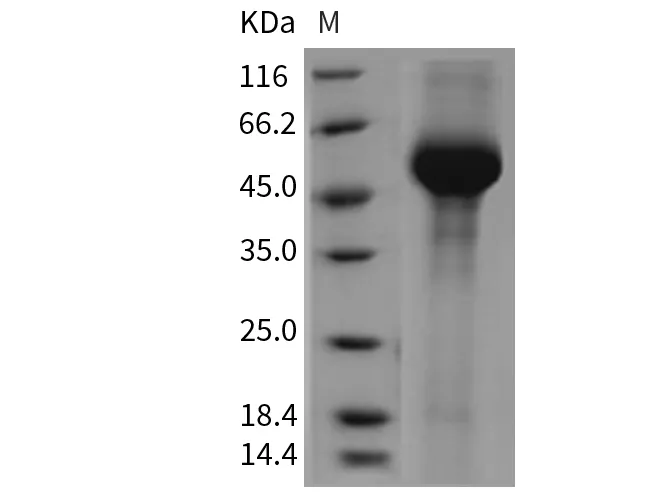 Recombinant Mouse alpha-Galactosidase A/GLA Protein (His Tag) - image 1