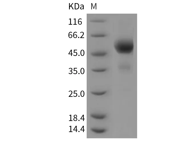 Recombinant Mouse TIGIT Protein (Fc Tag) - image 1