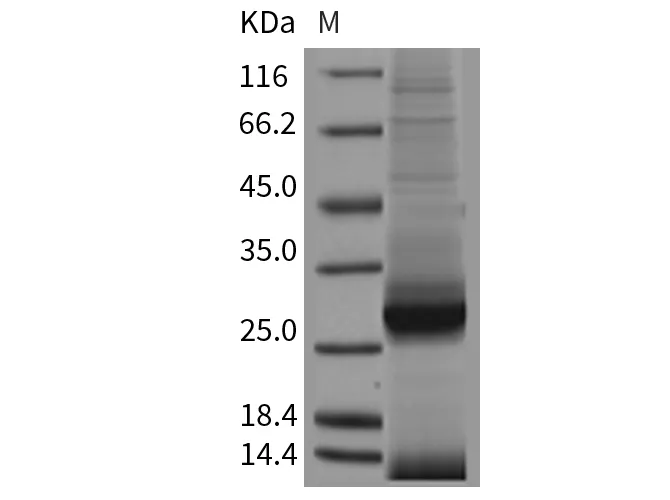 Recombinant Mouse Apolipoprotein A-I/ApoAI Protein (His Tag) - image 1