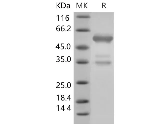 Recombinant Mouse HMGB1/HMG1 Protein (Fc Tag) - image 1