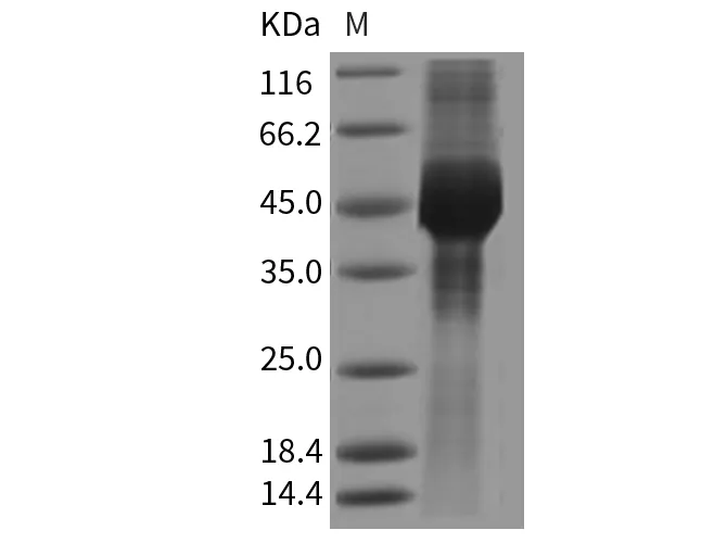 Recombinant Mouse GFRA3/GFR-alpha-3 Protein (His Tag) - image 1