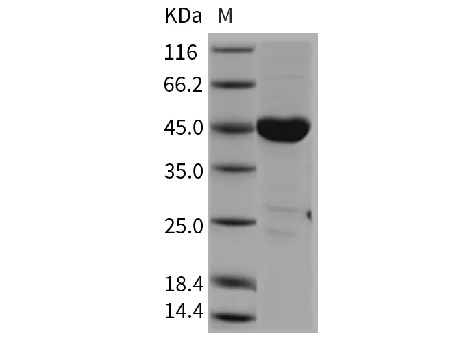 Recombinant Mouse CSK/C-Src kinase Protein - image 1