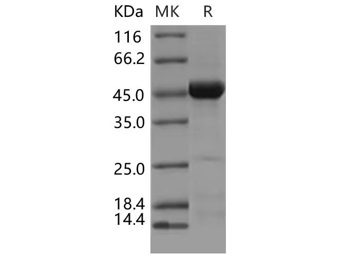 Recombinant Mouse CDC37/CDC37A Protein - image 1
