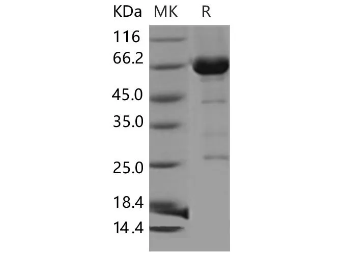 Recombinant Mouse CDC37/CDC37A Protein (His & GST Tag) - image 1