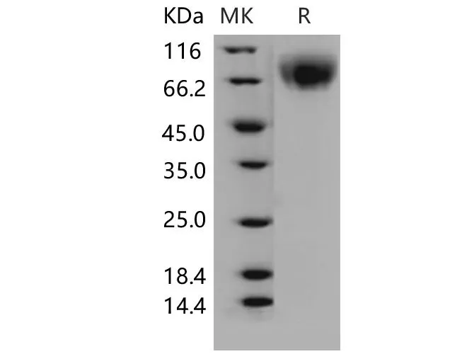 Recombinant Mouse LAMP2/CD107b Protein (His Tag) - image 1