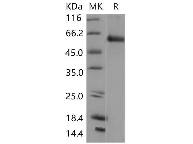 Recombinant Mouse Smad5 Protein - image 1