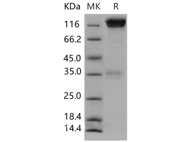 Recombinant Mouse CD45/PTPRC Protein (Fc Tag) - image 1