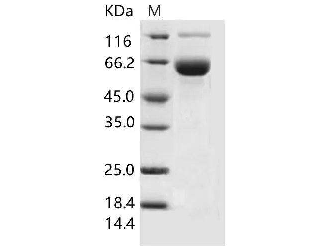 Recombinant Mouse SIGLEC3/CD33 Protein (Fc Tag) - image 1