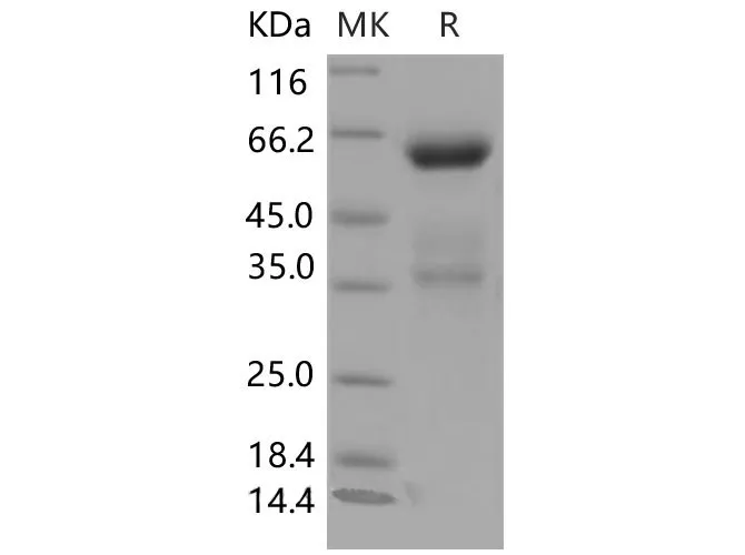 Recombinant Mouse CLEC10A/CD301 Protein (Fc Tag) - image 1