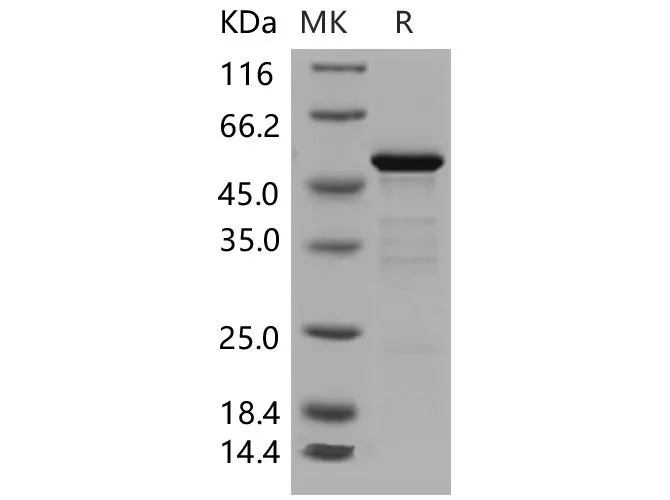 Recombinant Mouse 14-3-3 epsilon/YWHAE Protein (GST Tag) - image 1