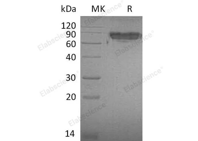 Recombinant Mouse ICAM-2/CD102 Protein - image 1