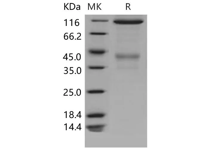 Recombinant Mouse c-MET/HGFR Protein (Fc Tag)(Fc Tag) - image 1